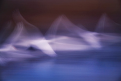 みにくいアヒルの子