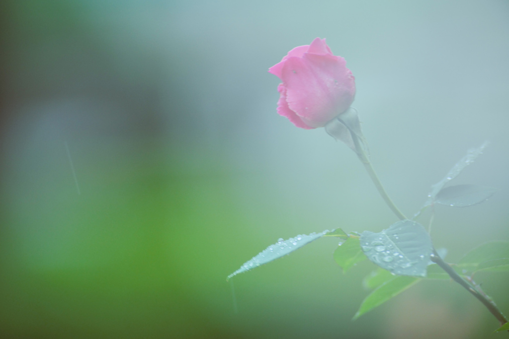 雨に霞む