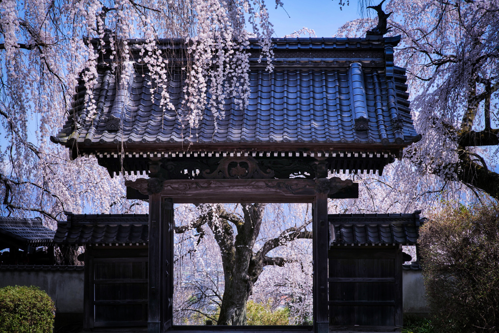 開かれた桜門