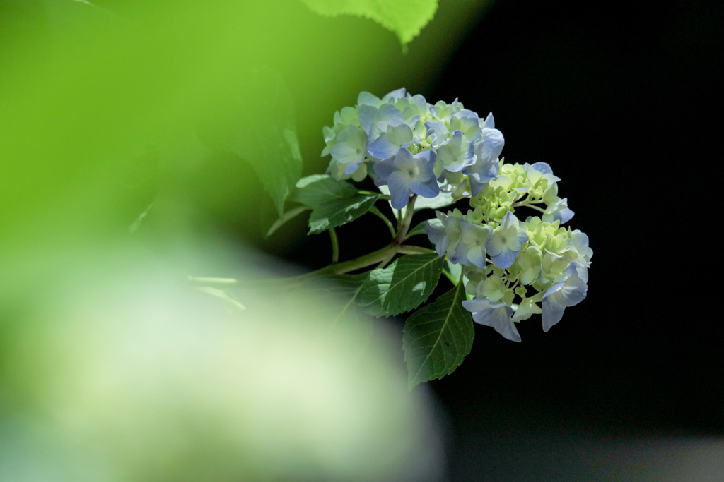 姿を見せた初夏の花