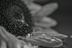 C8F2DD64-9AE4-4FFA-8AB1-EF28F6C86876