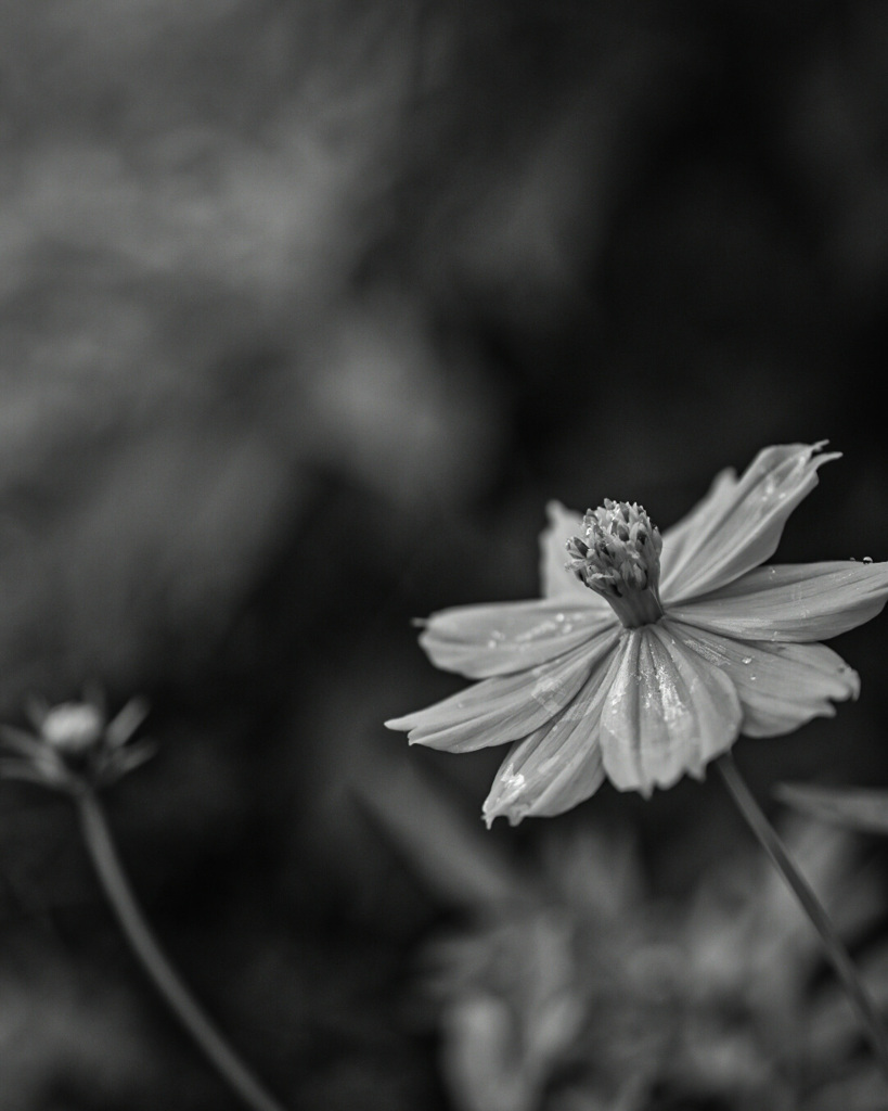 E4D7E571-8554-4A5E-B9B2-7B23B59F65BB