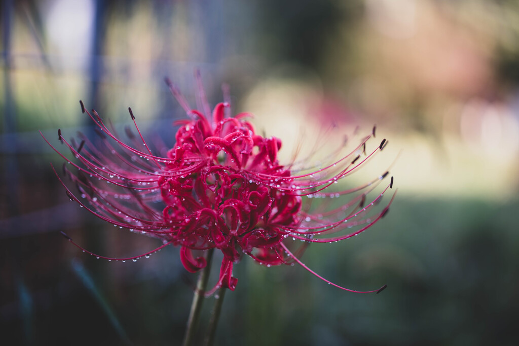 曼珠沙華
