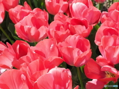 真っ赤なチューリップ