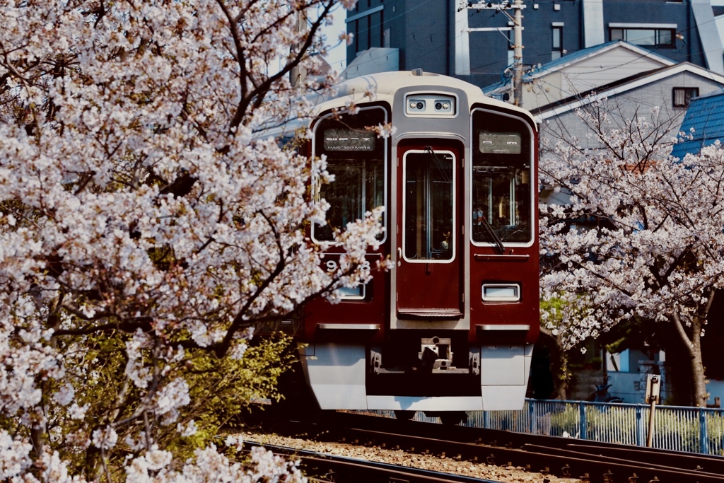 桜とマルーン