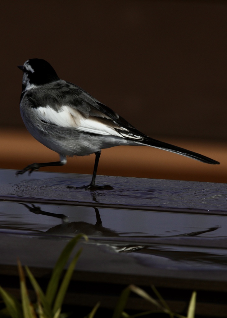 伊丹空港展望デッキで野鳥撮影？