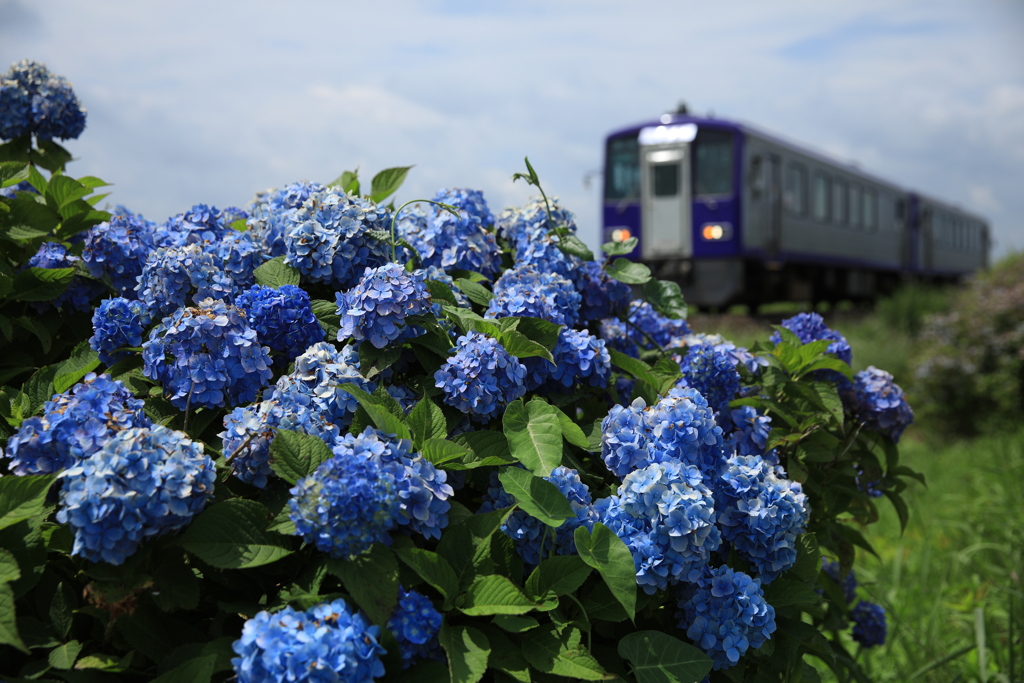 紫陽花ロード（パープルとパープル）