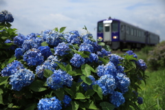 紫陽花ロード（パープルとパープル）