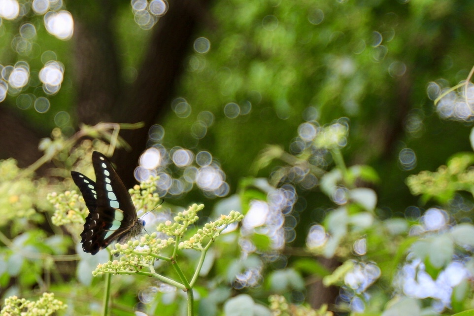 あっ！ちょうちょがいるよ