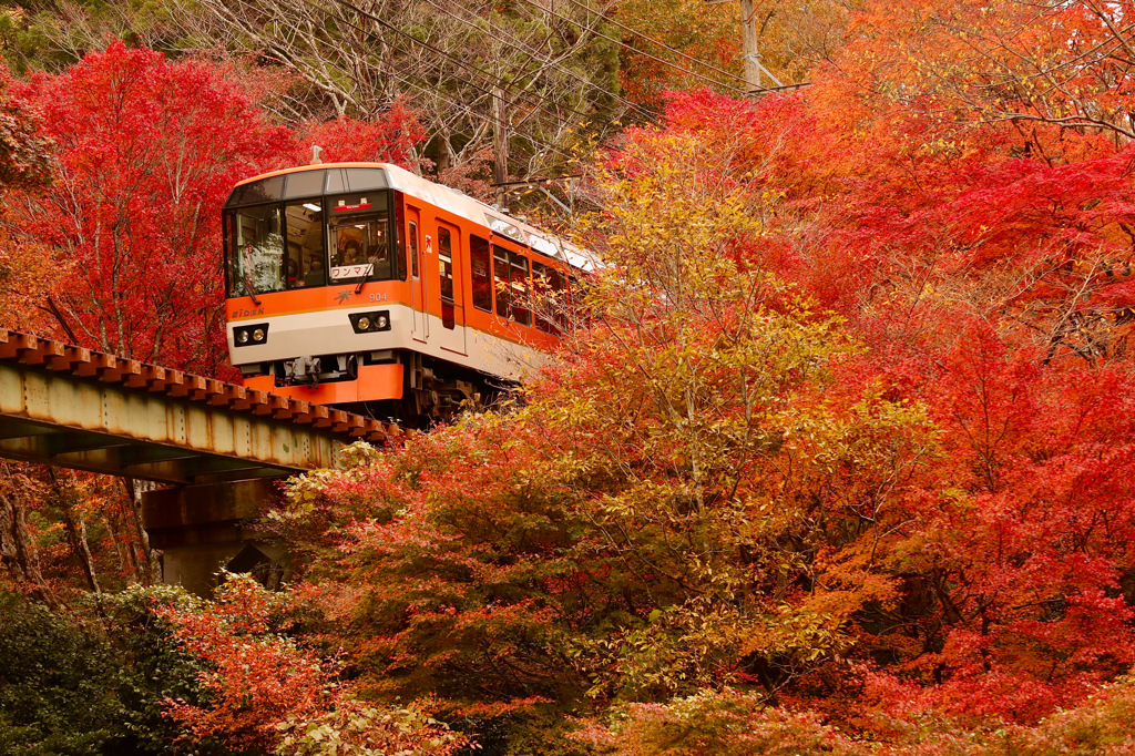 叡電の秋