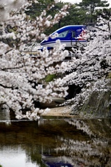 夙川の春