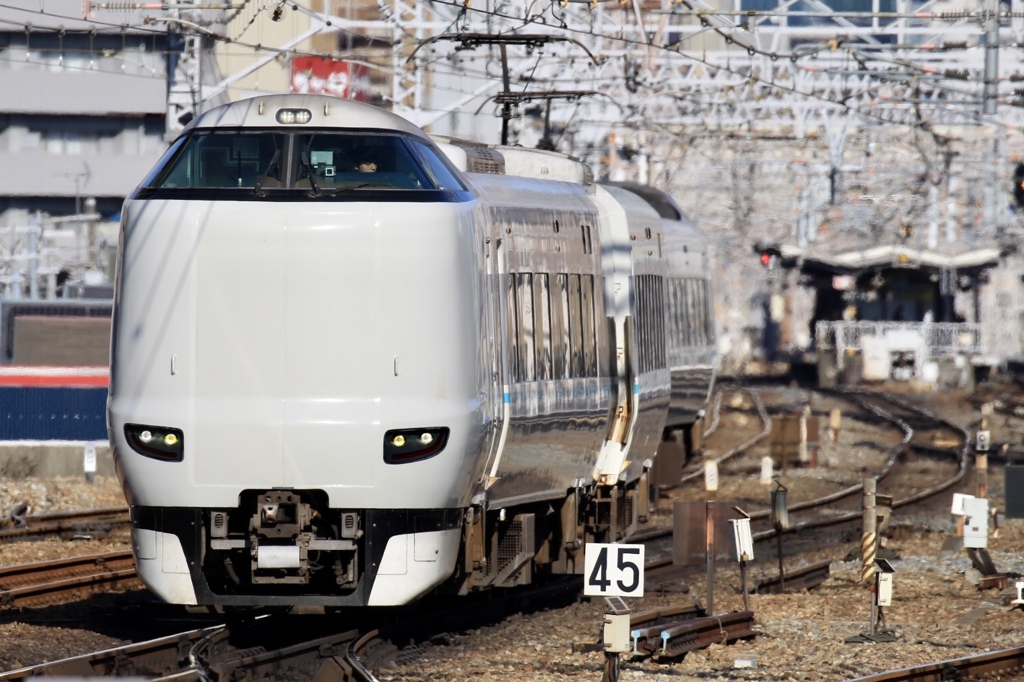 くろしお（無地）