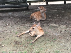 2020/07/05 奈良公園2