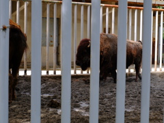 2020/06/14 浜松市動物園4