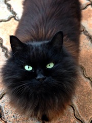 野良猫2