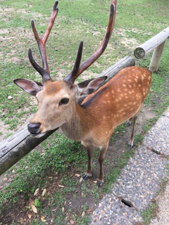 2020/07/05 奈良公園1