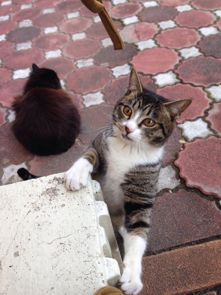 元気な猫