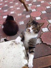 元気な猫