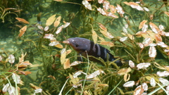モネの池の鯉