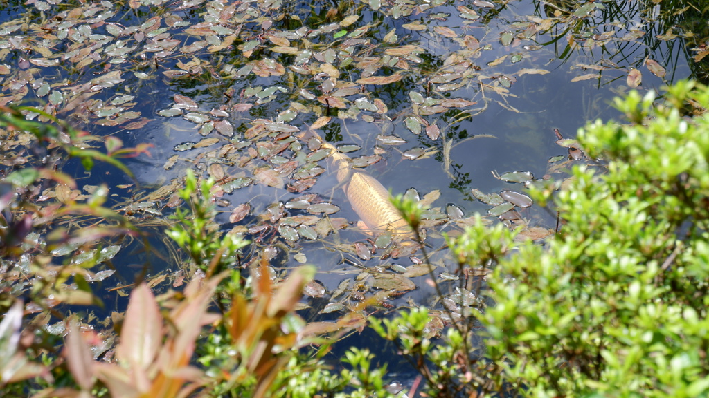モネの池の鯉2