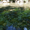 2020/05/30 阿寺川