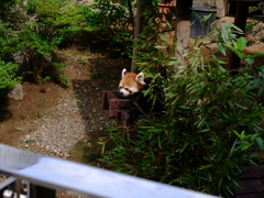 2020/06/14 浜松市動物園2