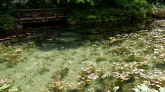 モネの池