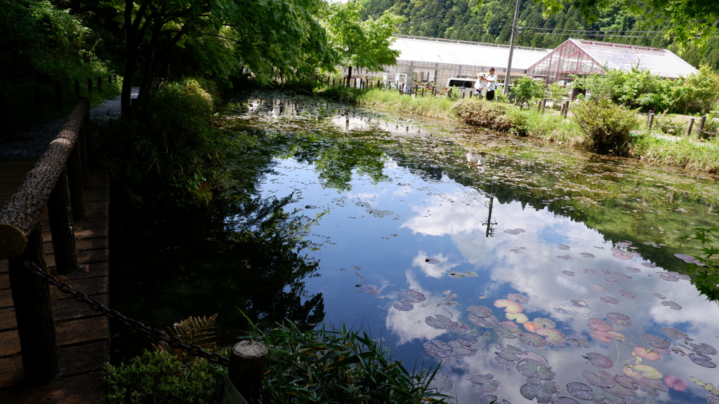 モネの池と空