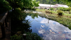モネの池と空