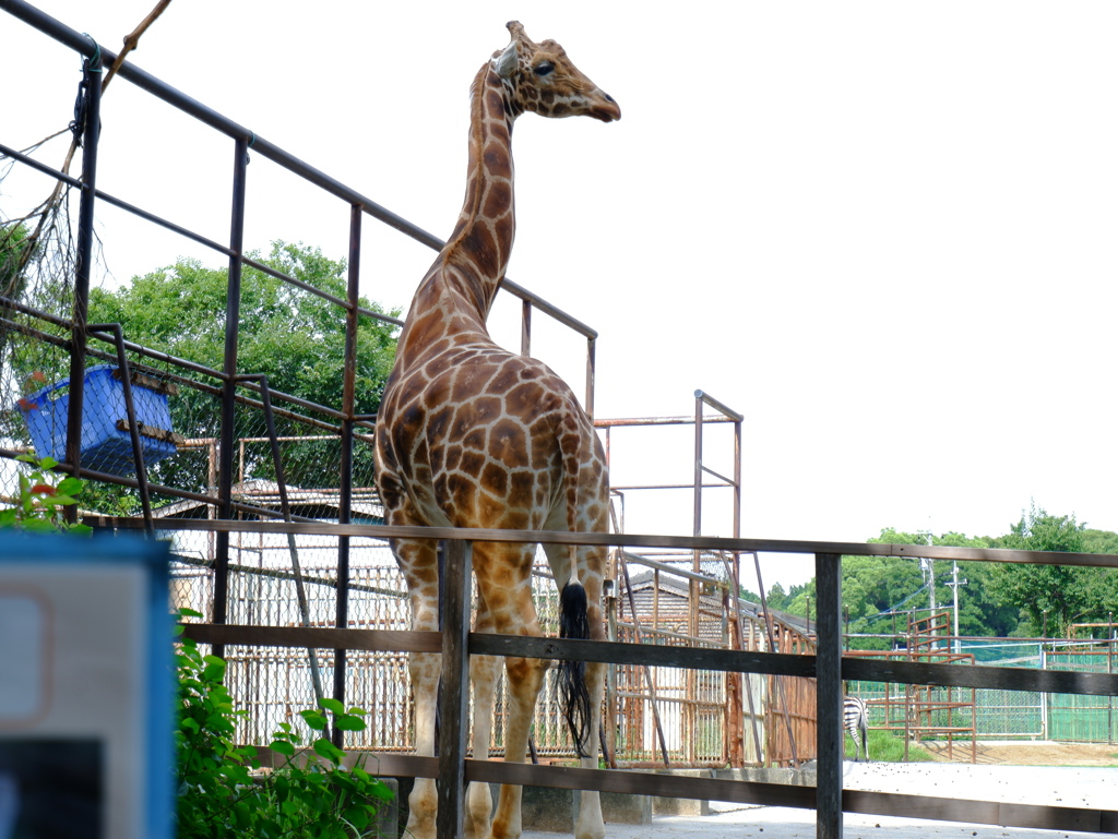 2020/06/14 浜松市動物園5