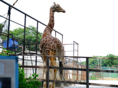 2020/06/14 浜松市動物園5