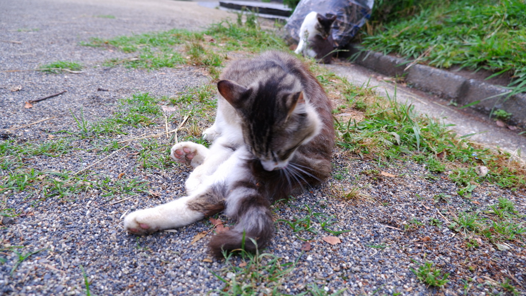 2020/05/31 名城公園4