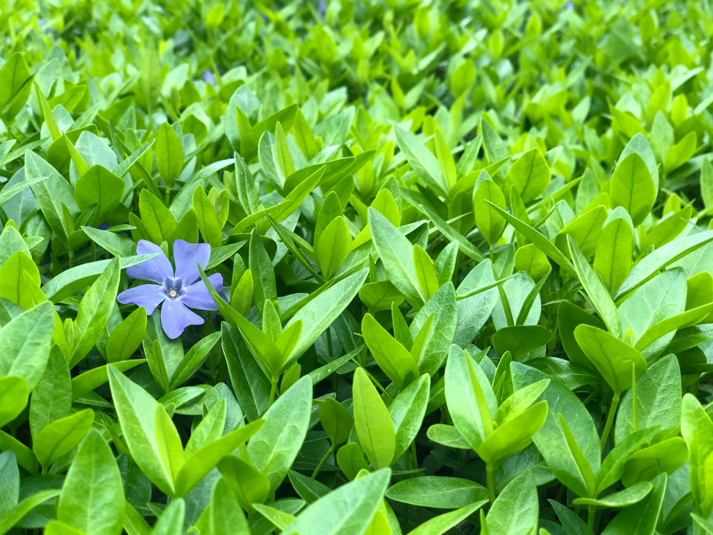 緑のじゅうたん