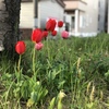 チューリップ