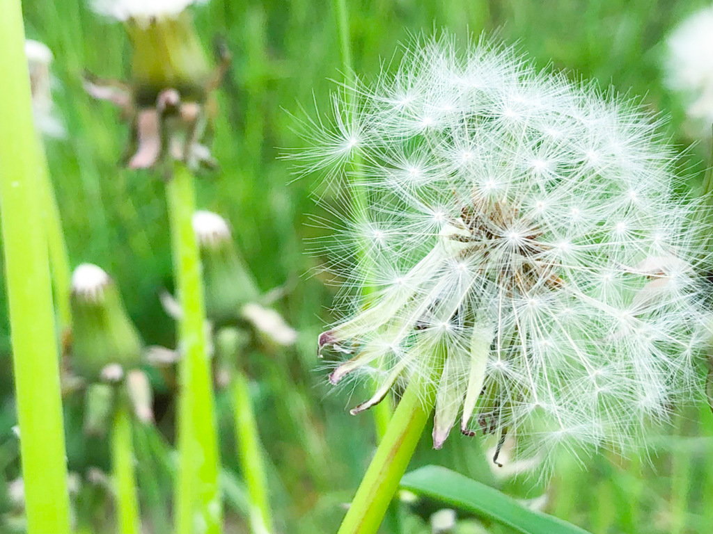 線香花火なわたげ