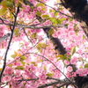 桜のポンポン