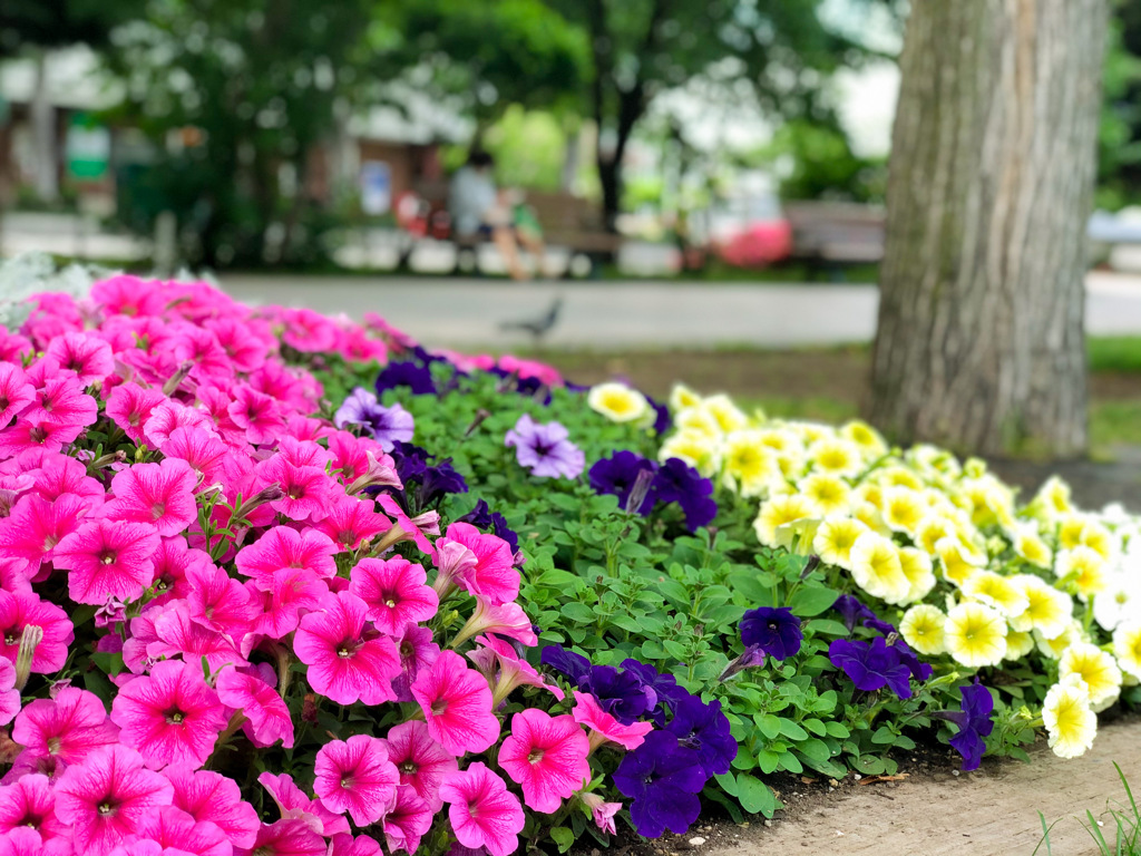 公園の花壇