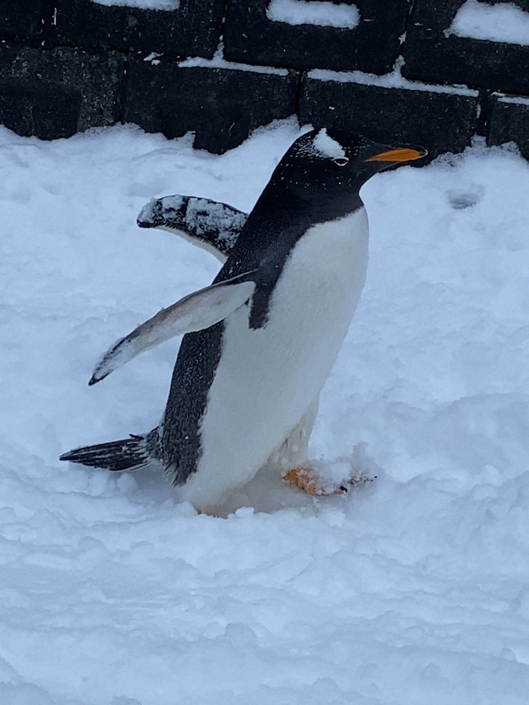 歩行するペンギン
