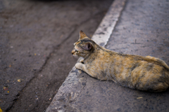 猫は世界のどこにでもいます