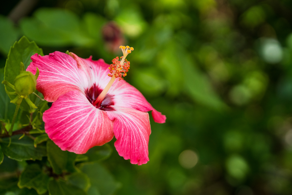 南国の花