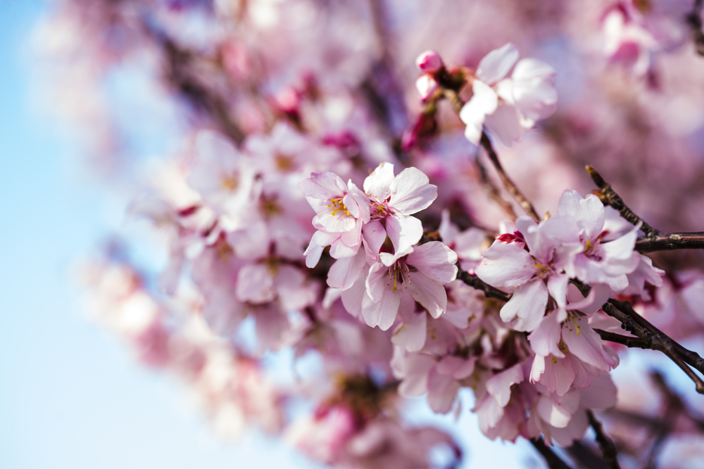 桜
