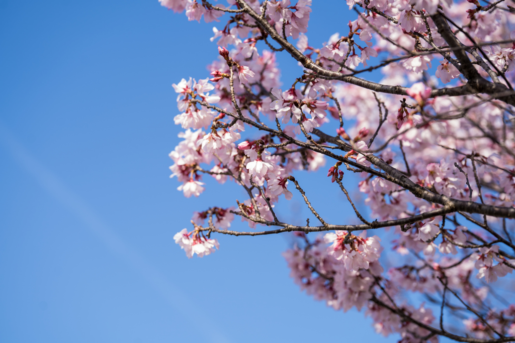 青空と桜