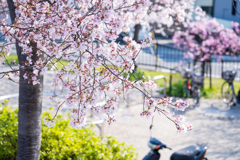 狭山池公園の桜