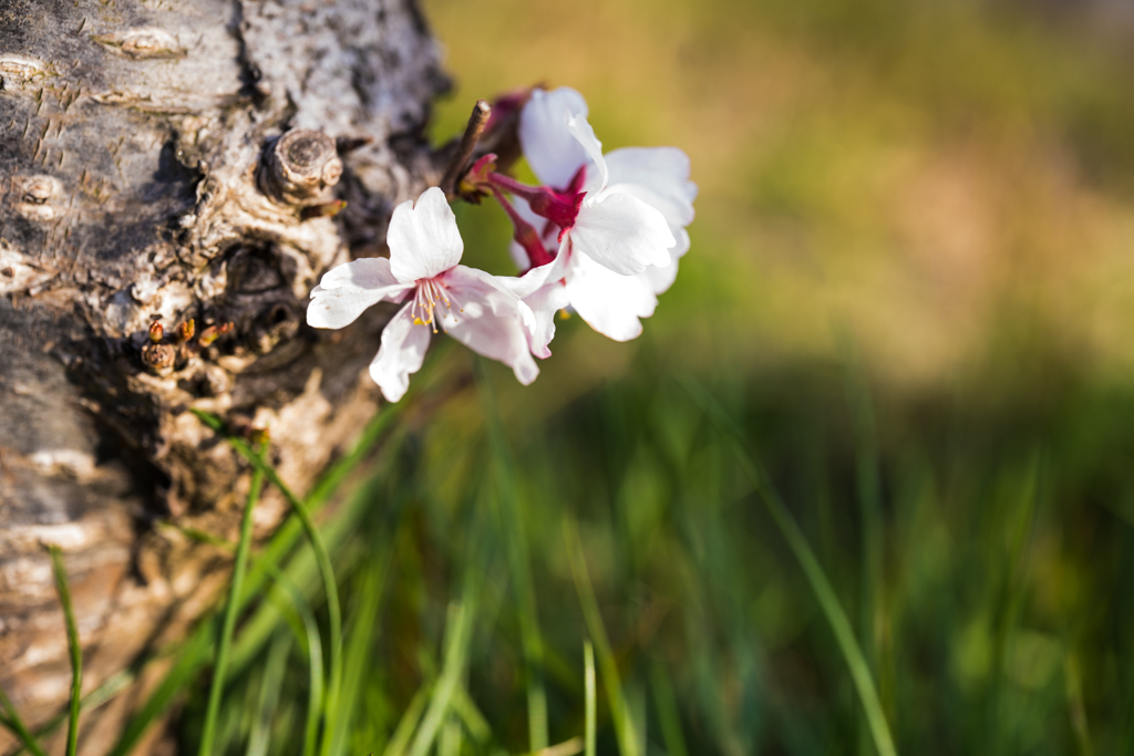 足元に咲く桜