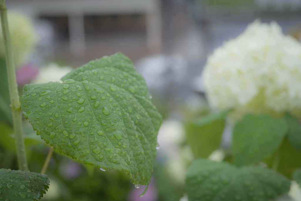 恵みの雨