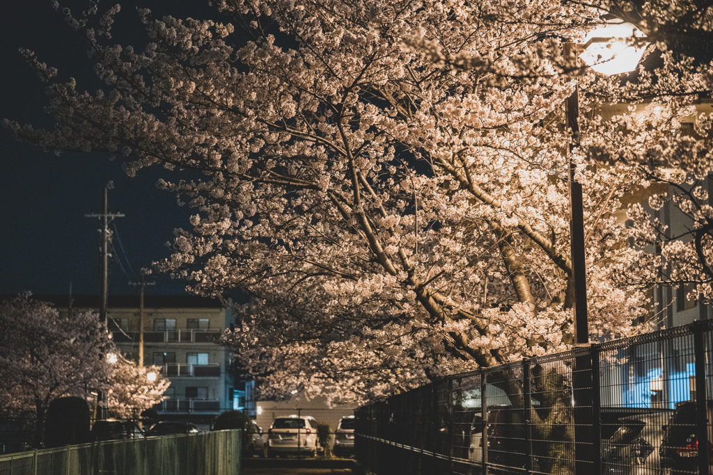 夜桜