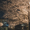 夜桜