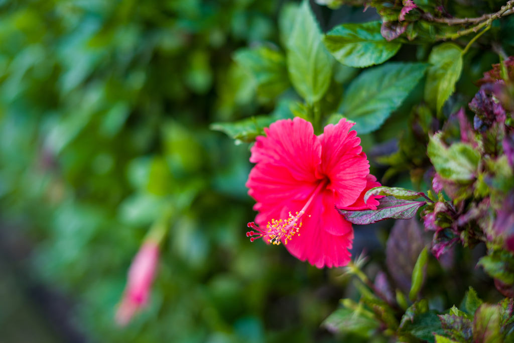 南の国の花