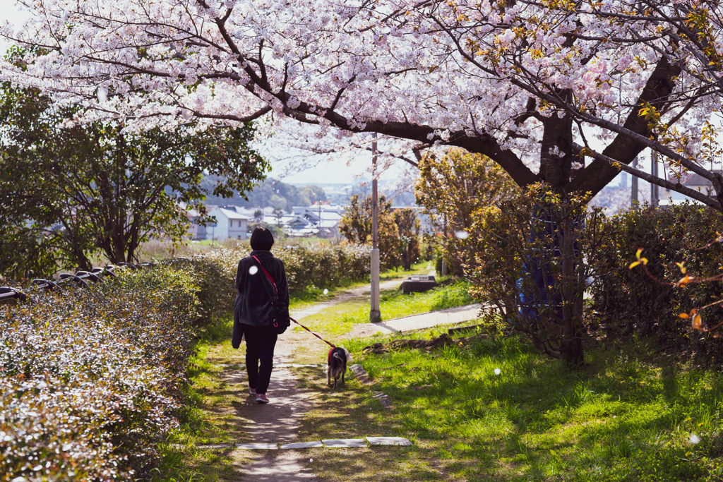 春風の散歩道