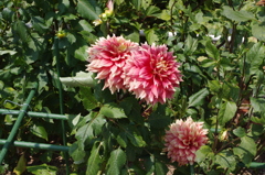 ダリアの存在感